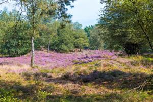 un campo de flores púrpuras en el bosque en Hotel de Hoeve van Nunspeet, en Nunspeet