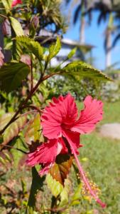 a pink flower is growing on a tree at Thalassa's in Port Shepstone
