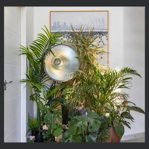 a bunch of plants in a room with a mirror at Uno St Ives - Luxury Serviced Accommodation in St Ives