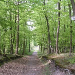 シャンブールシーにあるAppartement COSY proche de Parisの木々の茂る森の未舗装道路