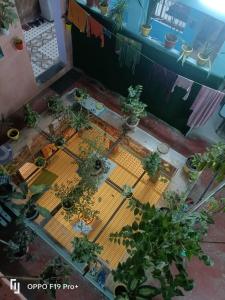 an overhead view of a table with potted plants on it at Suraj Guest House in Varanasi