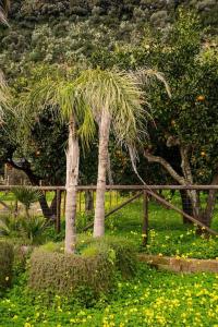 deux palmiers dans un champ à côté d'une clôture en bois dans l'établissement La Casa In Campagna, à Pouzzoles