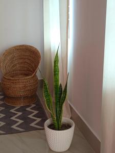 een plant in een witte pot naast een stoel bij Relaxing Oasis in Tezpur