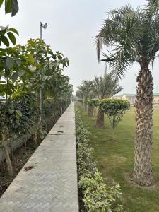 a pathway with a palm tree in a field at Serene, charming and party friendly Farmhouse sec 150 Noida in Greater Noida