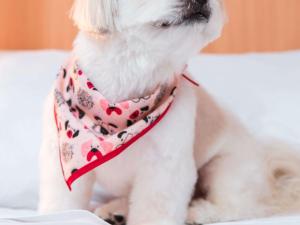 a white dog wearing a bandana around its neck at ibis Presidente Prudente Manoel Goulart in Presidente Prudente
