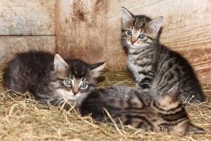 three kittens are sitting in the hay together at Ferienwohnungen Janssen-Graalfs in Wangerland