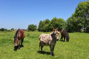 旺格兰Ferienwohnungen Janssen-Graalfs的三匹马和一只驴在田野上放牧 更多54张照片