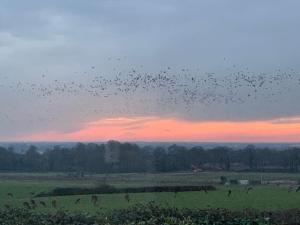 una bandada de aves volando sobre un campo al atardecer en Chillout!! Sussex Flint Cottage- HotTub - Goodwood en Eartham