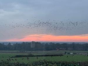 a flock of birds flying over a field at sunset at Chillout!! Sussex Flint Cottage- HotTub - Goodwood in Eartham