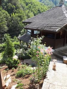 a dog sitting in a garden in front of a house at Vila Anna in Ribarica