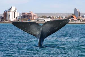 a sculpture of a whales tail in the water at Departamento temporario Puerto Madryn in Puerto Madryn
