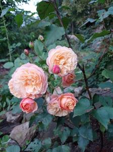 un grupo de rosas rosas en un arbusto en chalupa, en Žďár nad Sázavou