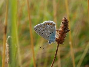 a blue butterfly sitting on top of a plant at Escapade Nature au Parc de Lorraine - Gîte Lumineux pour 2-4 Pers, Activités & Détente - FR-1-585-91 in Lacroix-sur-Meuse +2 photos