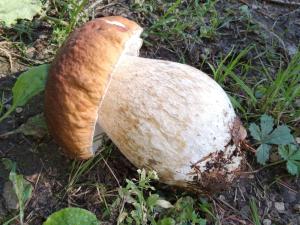 Fotografia z galérie ubytovania Gîte Authentique pour 6 Pers. avec Cheminée à Proximité de Vittel et Activités Nature - FR-1-589-427 v destinácii Nonville