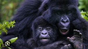 Une mère chimpanzée avec son bébé sur le dos dans l'établissement Bugara Homestay, à Kisoro