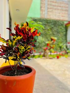 een oranje pot met een rode plant erin bij Casa EL Mundo 'Jalatlaco' in Oaxaca City