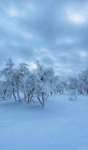a group of trees covered in snow in a field at Siulanlumo in Saariselka