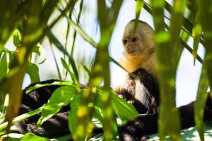 una scimmia seduta sopra un albero di Arenas Del Mar Beachfront & Rainforest Resort Member of the Cayuga Collection a Manuel Antonio
