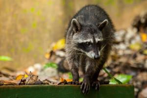 a small raccoon walking on a pile of leaves at Arenas Del Mar Beachfront & Rainforest Resort Member of the Cayuga Collection in Manuel Antonio