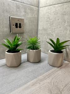 tre piante in vaso sedute su un bancone in bagno di 1 bed Apt in West End a Glasgow
