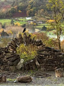 un pájaro negro sentado en la parte superior de una pared de piedra en The Cowshed, en Llangollen