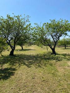 una fila di alberi in un prato di Doña Hilda a Mercedes