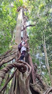 Un bambino che si arrampica su un albero nella giungla di Batu Kapal Guest House a Bukit Lawang