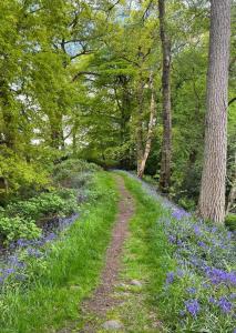 a dirt path through a forest with blue flowers at Cragside in Callander