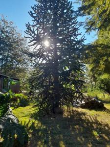 Un árbol en un patio con el sol detrás. en Cabaña El artesano Puyehue, en Ñilque