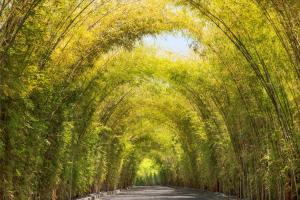 una avenida de árboles con una carretera en W Bali - Seminyak en Seminyak