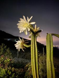 a cactus with two white flowers in a field at La Serena Cabaña de campo entre cactus y colibríes in La Serena