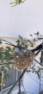a bird perched on top of a plant at La Serena Cabaña de campo entre cactus y colibríes in La Serena