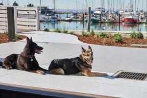 dois cães sentados num passeio perto de uma marina em DoubleTree by Hilton Hotel Berkeley Marina em Berkeley