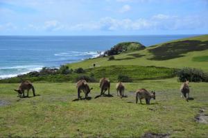 Altri animali domestici presso la casa vacanze o nei dintorni