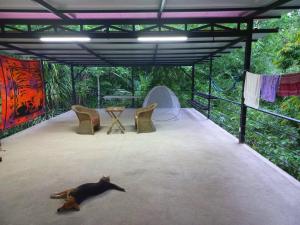 a cat laying on the floor of a tent at Villa Los Altos - Private Tree Suite Roof Top walk to Playa Chiquita in Cocles