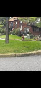 a fire hydrant in the grass next to a house at Mountain Creek Condo, Chic, comfy Vernon NJ in Vernon Township
