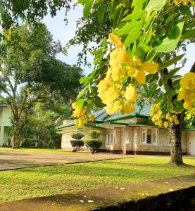 a tree with yellow flowers in front of a building at Mohotti House in Galle