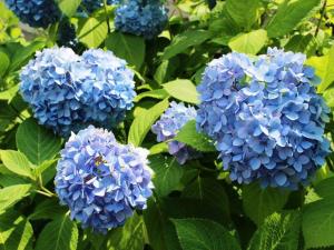 Une bande de fleurs bleues sur la brousse dans l'établissement The Prince Kyoto Takaragaike, Autograph Collection, à Kyoto