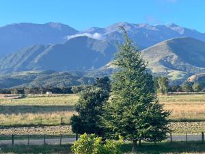 a pine tree in a field with mountains in the background at Kaikoura Mountain Views Villa in Kaikoura