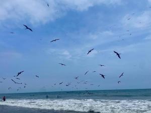 a flock of birds flying over the beach at Residencia Costa Y Mar in San Jacinto
