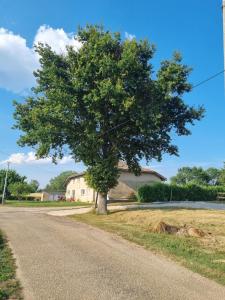 uma árvore ao lado de uma estrada em Le clos du chêne - Chambres dans maison Bressane 