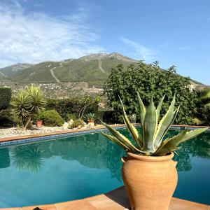 een plant in een pot naast een zwembad bij Villa La Maroma - Spacious and quiet family home in Alcaucín