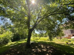 a tree in a park with a bench under it at Maiglöckchen in Großrinderfeld