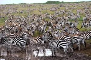 a large herd of zebras standing in a field at DUPOTO HOMESTAY VILLAGE - MASAI VILLAGE (BOMA) in Mto wa Mbu