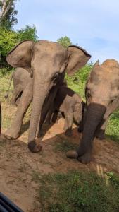 a group of elephants standing on a dirt road at Udawalawa Safari House in Udawalawe