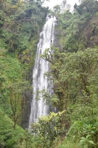 einem Wasserfall inmitten eines Waldes in der Unterkunft Kilimanjaro Accommodation in Msaranga