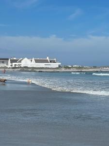 two dogs walking on the beach near the water at Bougain Villa Studio 2 in Paternoster