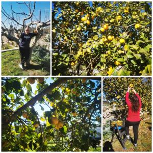 un collage di foto di una donna in piedi su un albero arancione di Villa Mios a Muro Leccese