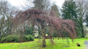 a tree in a field with grass and trees at Catcune Suite - Four Bedroom Split Level Apartment in Gorebridge