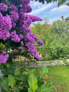 a bush of purple flowers in front of a fence at Great 4-bedroom villa w heated eco pool in Duće